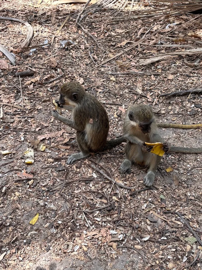 Monkey Park photo 9