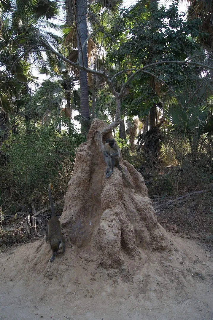 Monkey Park photo 10