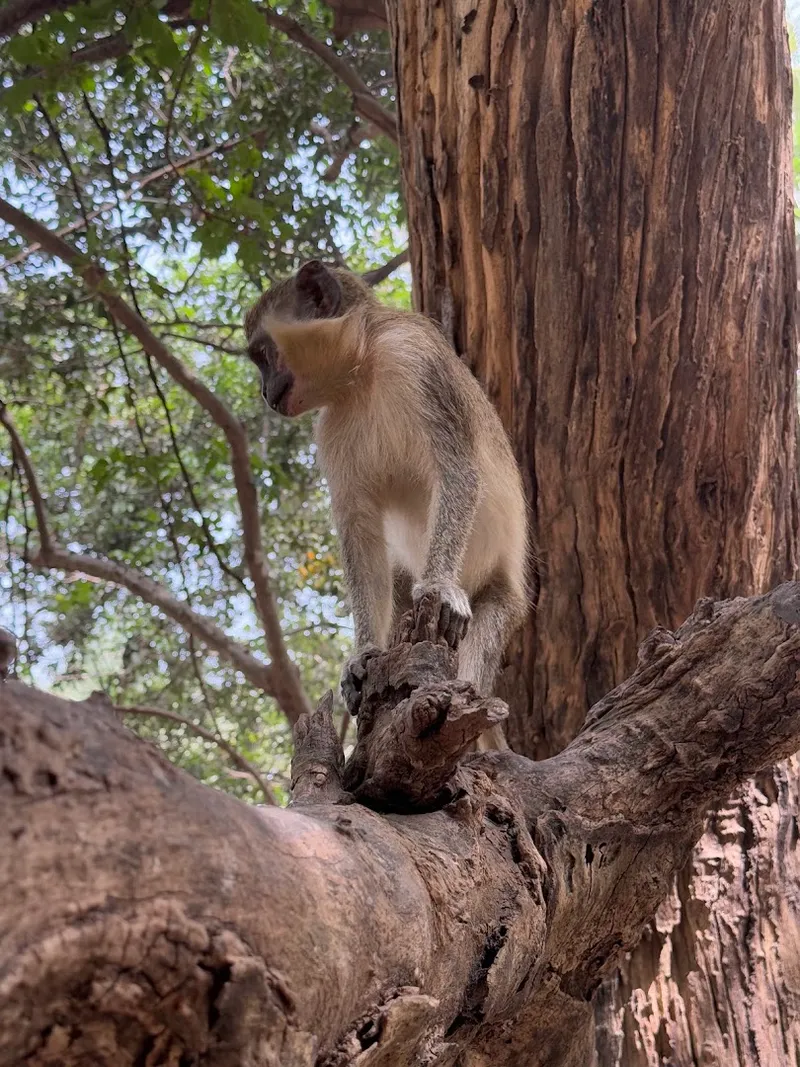 Monkey Park photo 7