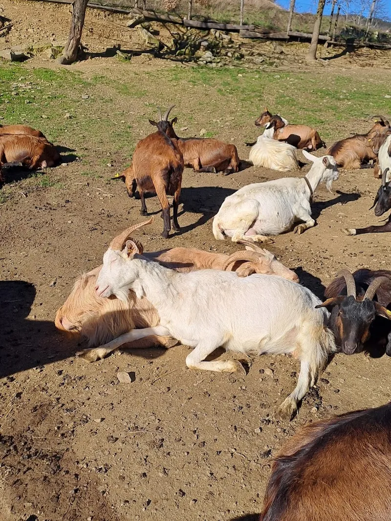 Azienda Agricola Casenzi foto 5
