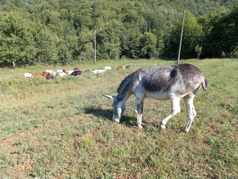 Azienda Agricola Casenzi foto 6